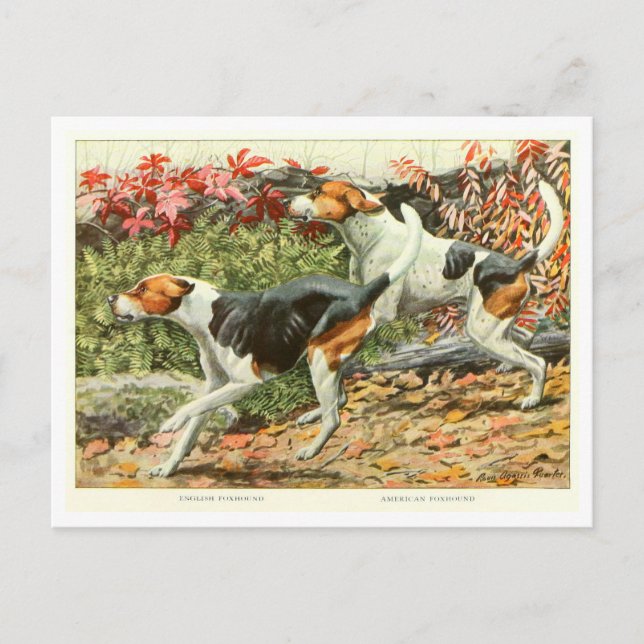 Foxhound-Hunde-Postkarte Postkarte (Vorderseite)