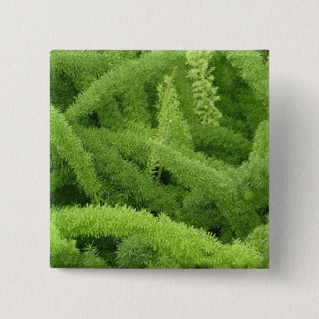 Foxtail Fern, Asparagus densiflorus myers Button (Vorderseite)
