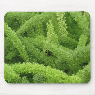 Foxtail Fern, Asparagus densiflorus myers Mousepad