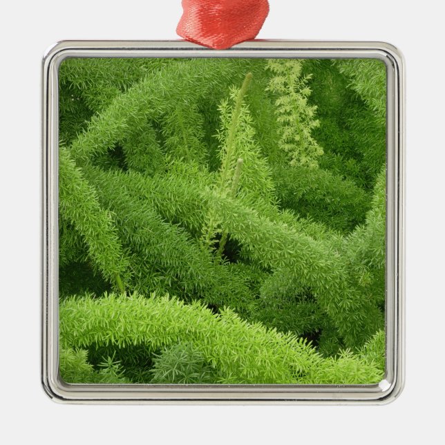 Foxtail Fern, Asparagus densiflorus myers Ornament Aus Metall (Vorne)