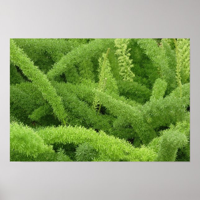 Foxtail Fern, Asparagus densiflorus myers Poster (Vorne)