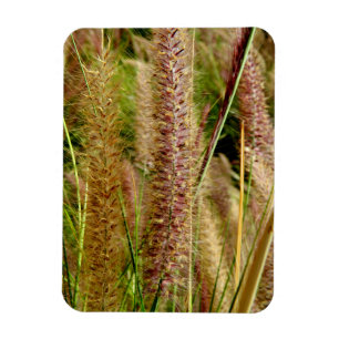 Foxtail Gras Makrofotografie Magnet