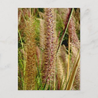 Foxtail Gras Makrofotografie Postkarte