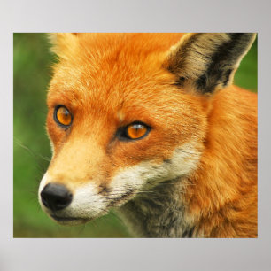Foxy Dame Poster