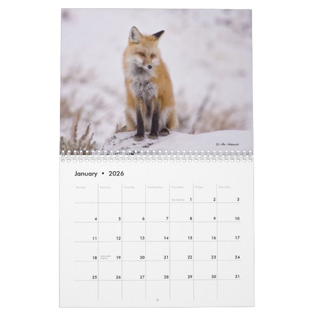 Foxy Damen-(und Herren) Kalender (Jan 2026)
