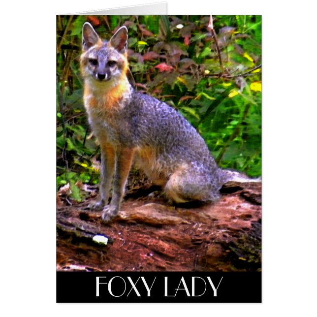 FOXY LADY (Vorne)