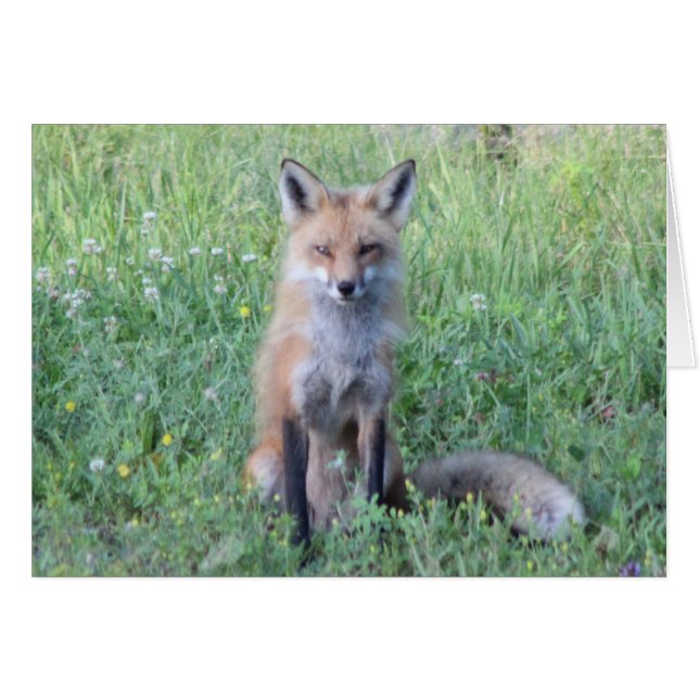 Foxy Lady (Vorderseite (Horizontal))