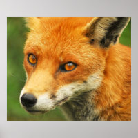 Foxy Lady
