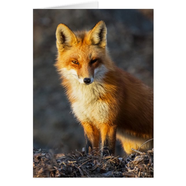 Foxy Stare (Vorne)