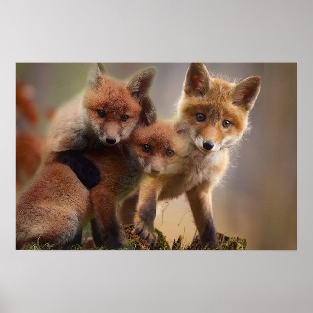 Foxy-Triplets Poster (Vorne)