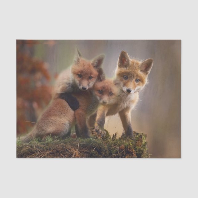 Foxy-Triplets Seidenpapier (Vorderseite)