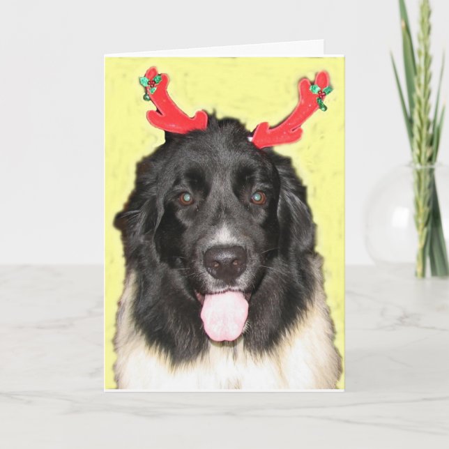 FPG Weihnachten Newfie (Vorderseite)