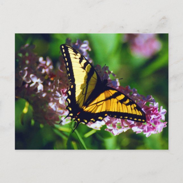 Frack auf der Postkarte von Lilac (Vorderseite)