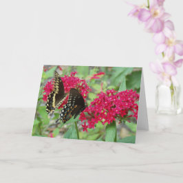 Frack Butterfliegen auf Red Penta-Blume Karte