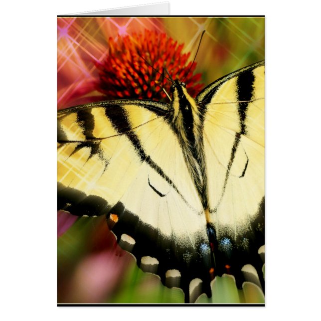 Frack Butterfly (Vorne)