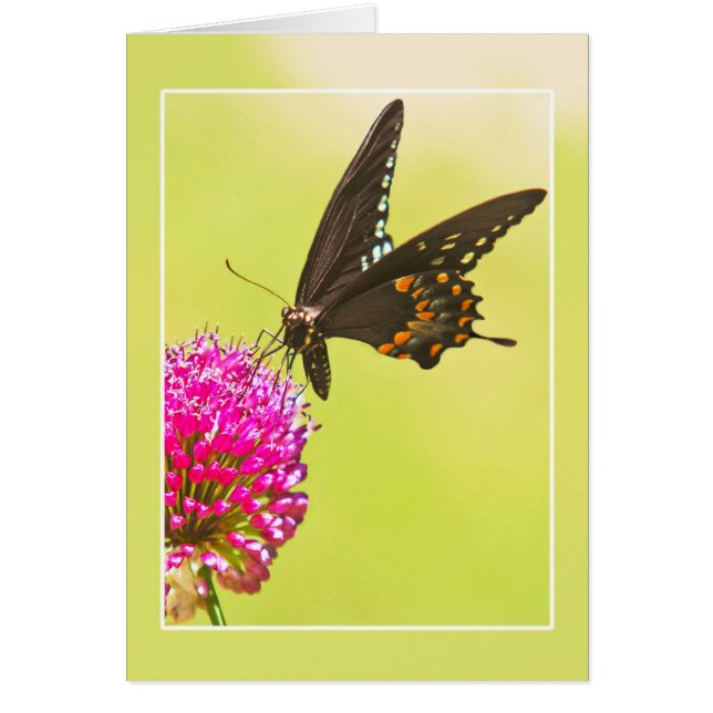 Frack Butterfly (Vorne)