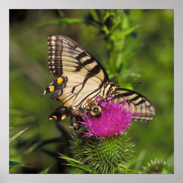 Frack Butterfly and Bee auf einer Blume. Poster (Vorne)