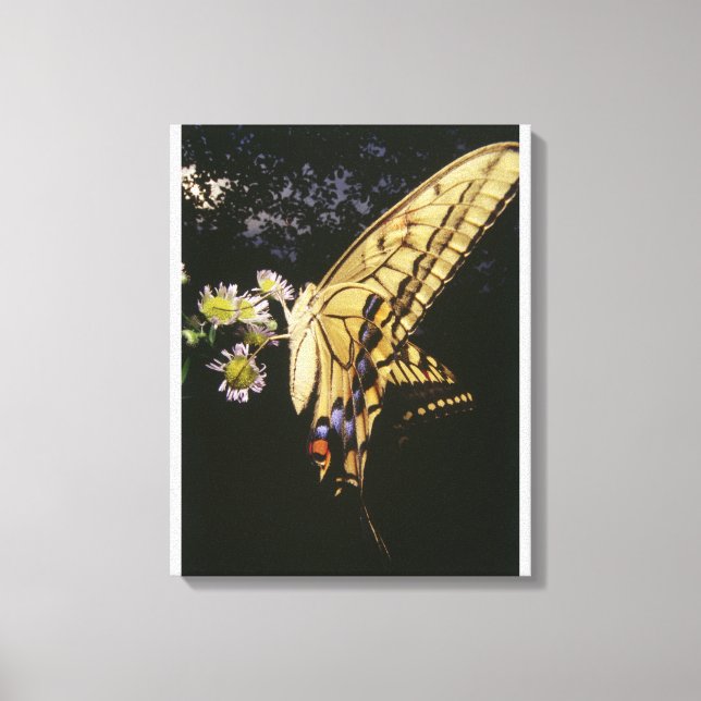 Frack Butterfly auf Blume, nah Leinwanddruck (Vorderseite)