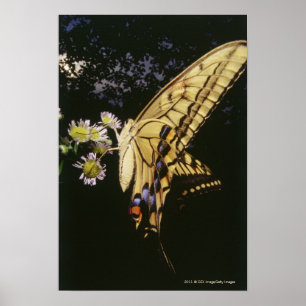 Frack Butterfly auf Blume, nah Poster
