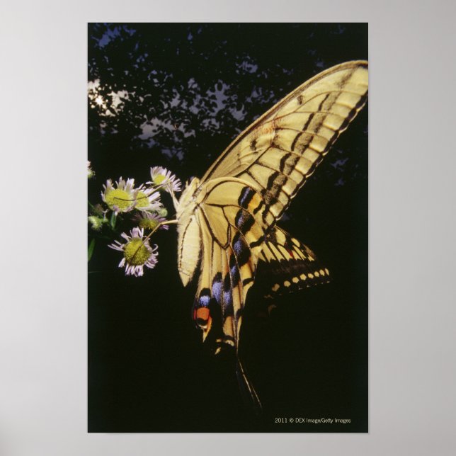 Frack Butterfly auf Blume, nah Poster (Vorne)