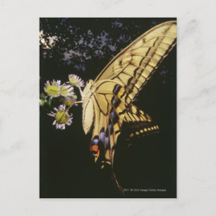 Frack Butterfly auf Blume, nah Postkarte