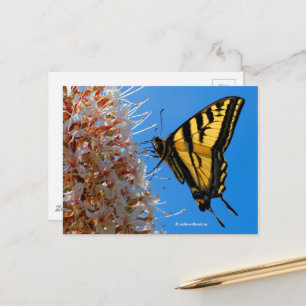 Frack Butterfly auf Buckeye Blume Postkarte