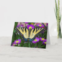 Frack Butterfly auf dem Fleck