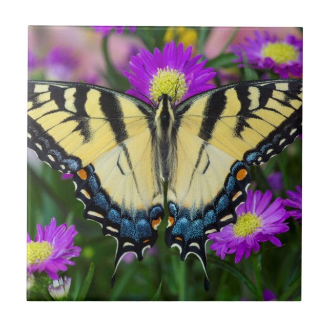 Frack Butterfly auf dem Fleck Fliese (Vorderseite)