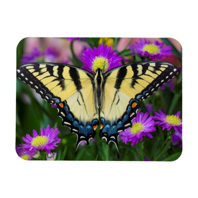 Frack Butterfly auf dem Fleck Magnet (Horizontal)