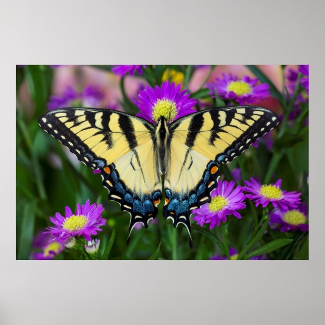 Frack Butterfly auf dem Fleck Poster (Vorne)