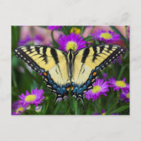 Frack Butterfly auf dem Fleck