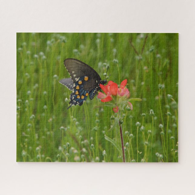 Frack Butterfly auf indischer Paintbrush-Blume Puzzle (Horizontal)