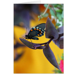 Frack Butterfly auf lila Blüte