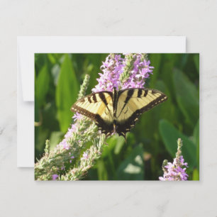 Frack Butterfly auf Lila Wildblumen
