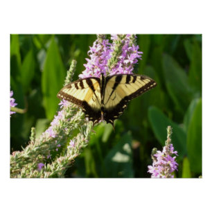 Frack Butterfly auf Lila Wildblumen Poster