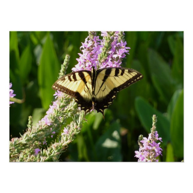 Frack Butterfly auf Lila Wildblumen Poster (Vorderseite)