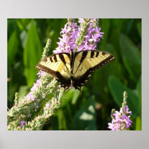 Frack Butterfly auf Lila Wildblumen Poster