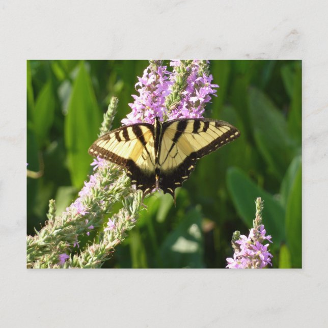 Frack Butterfly auf Lila Wildblumen Postkarte (Vorderseite)