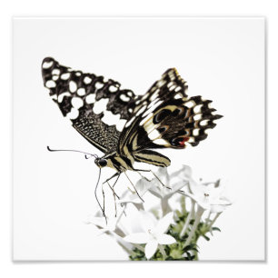 Frack Butterfly Bleich weiß Fotodruck
