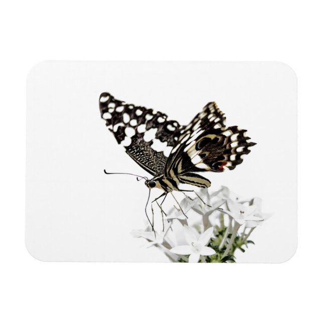 Frack Butterfly Bleich weiß Magnet (Horizontal)