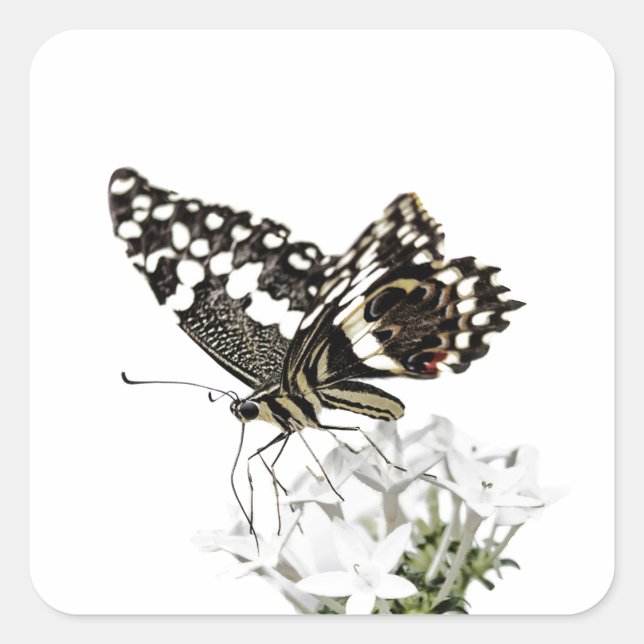 Frack Butterfly Bleich weiß Quadratischer Aufkleber (Vorderseite)