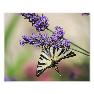 Frack Butterfly Foto