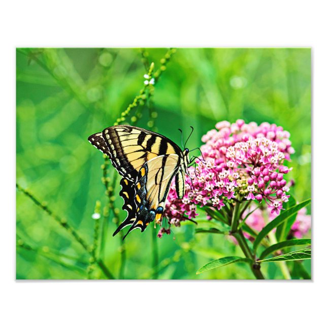 Frack Butterfly Fotodruck (Vorne)