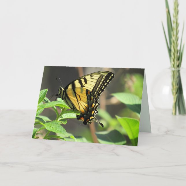Frack Butterfly Grußkarte Karte (Vorderseite)