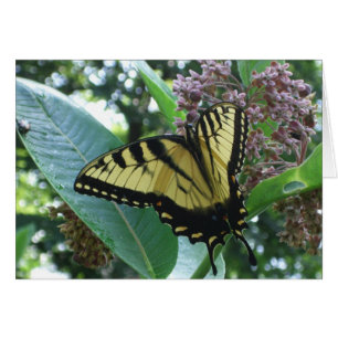 Frack Butterfly I auf Milkweed in Shenandoah