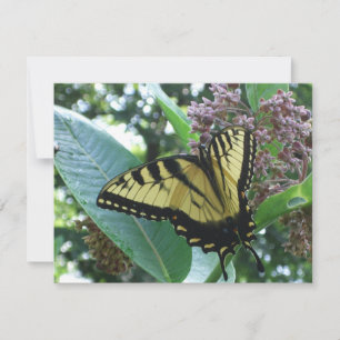 Frack Butterfly I auf Milkweed in Shenandoah