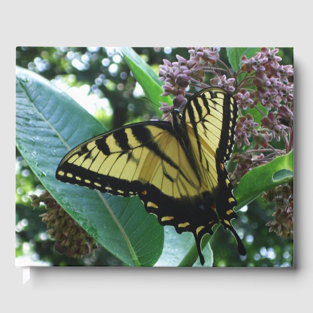 Frack Butterfly I auf Milkweed in Shenandoah Gästebuch (Vorderseite)