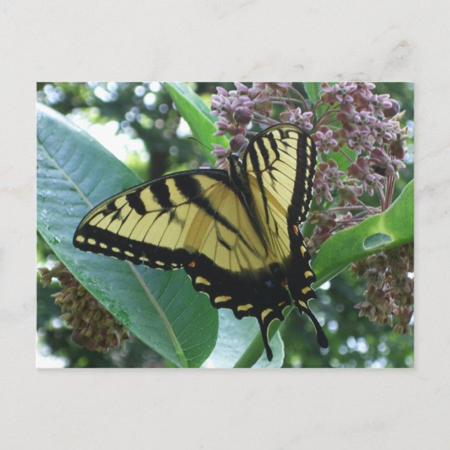 Frack Butterfly I auf Milkweed in Shenandoah Postkarte (Vorderseite)