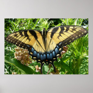 Frack Butterfly II in Shenandoah Poster