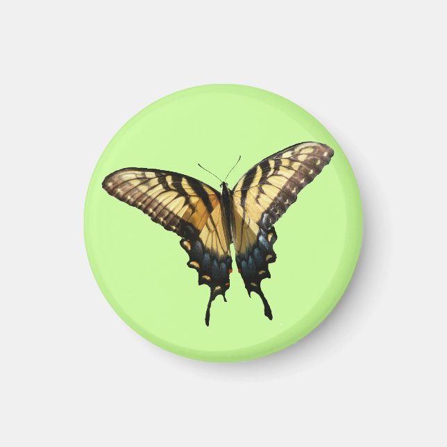 Frack Butterfly III Schönes farbiges Foto Magnet (Vorne)